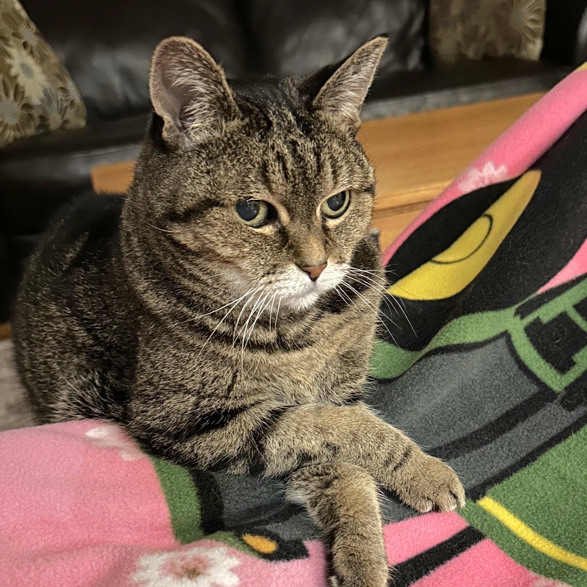 Noodles, a Adoptable Domestic Short Hair image 1/6