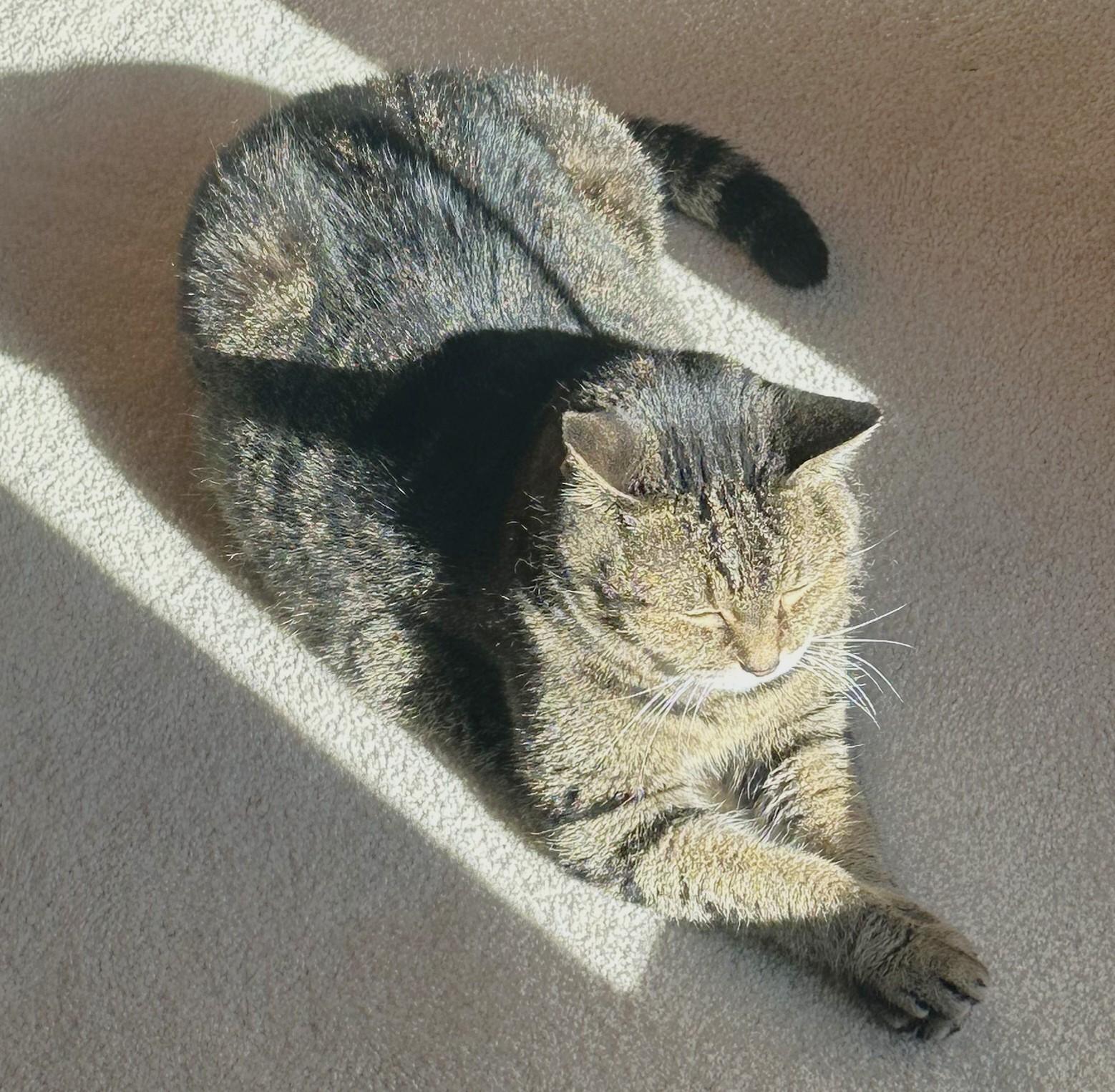 Noodles, a Adoptable Domestic Short Hair image 2/6