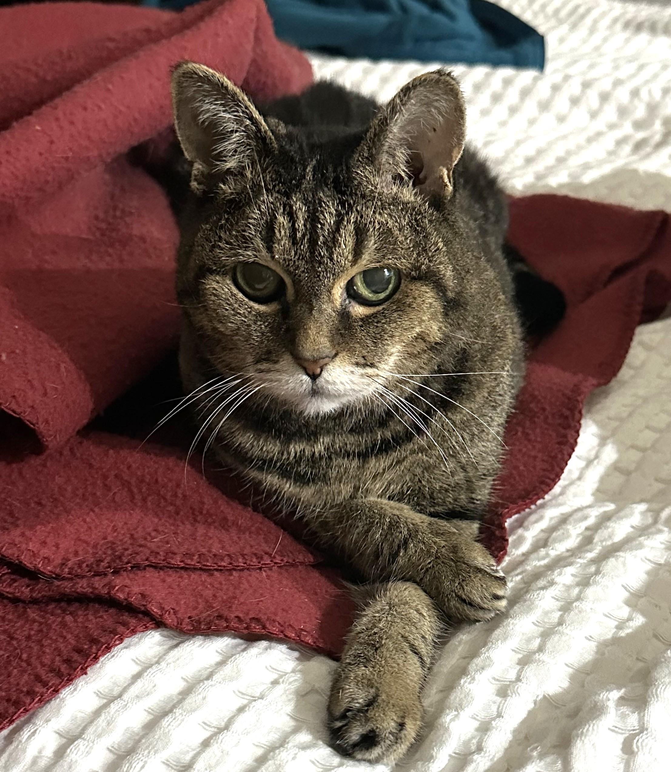 Noodles, a Adoptable Domestic Short Hair image 4/6