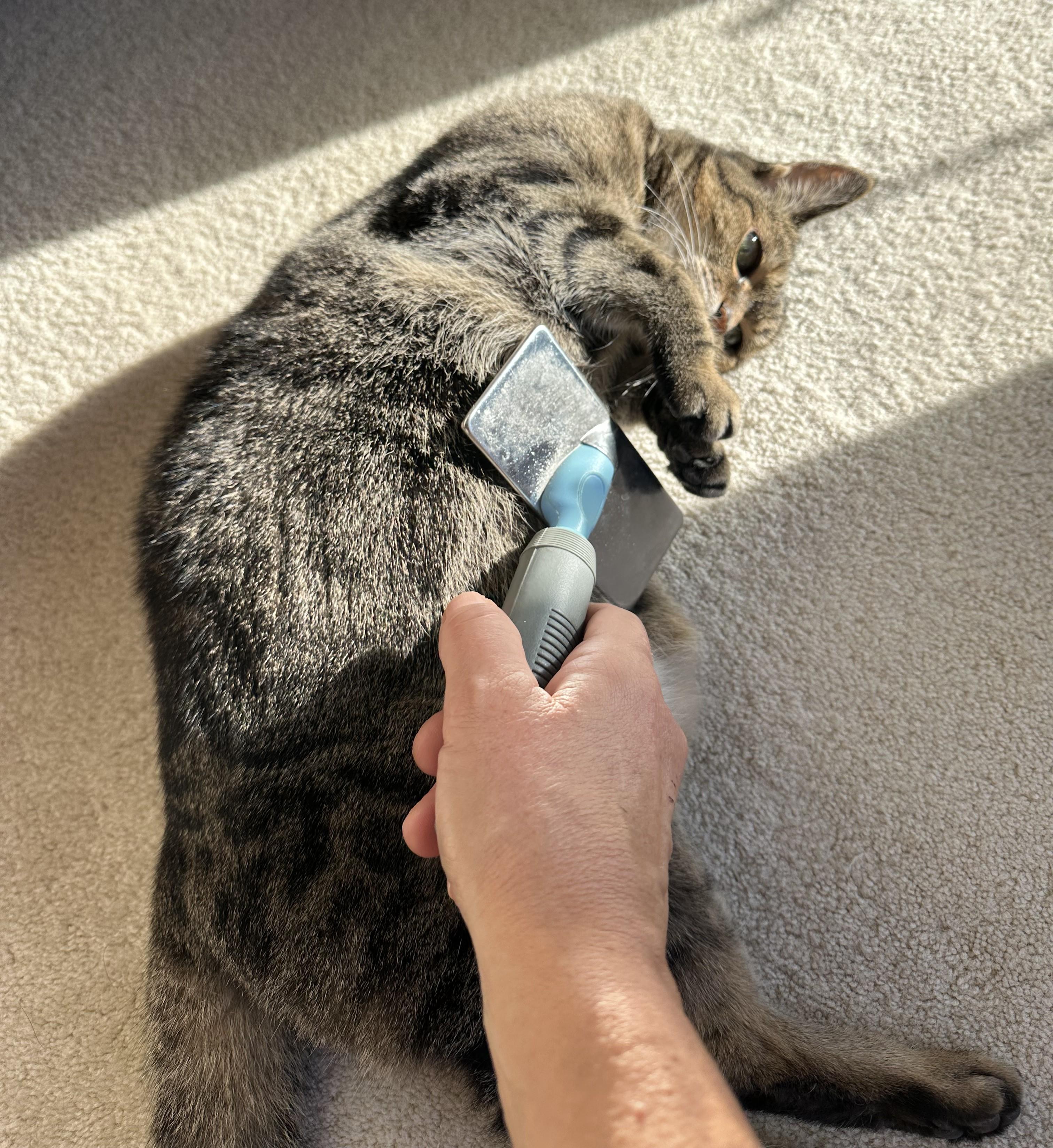 Noodles, a Adoptable Domestic Short Hair image 5/6