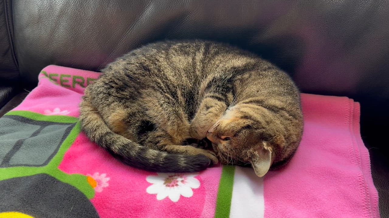 Enlarge Noodles, a Adoptable Domestic Short Hair video 6/6