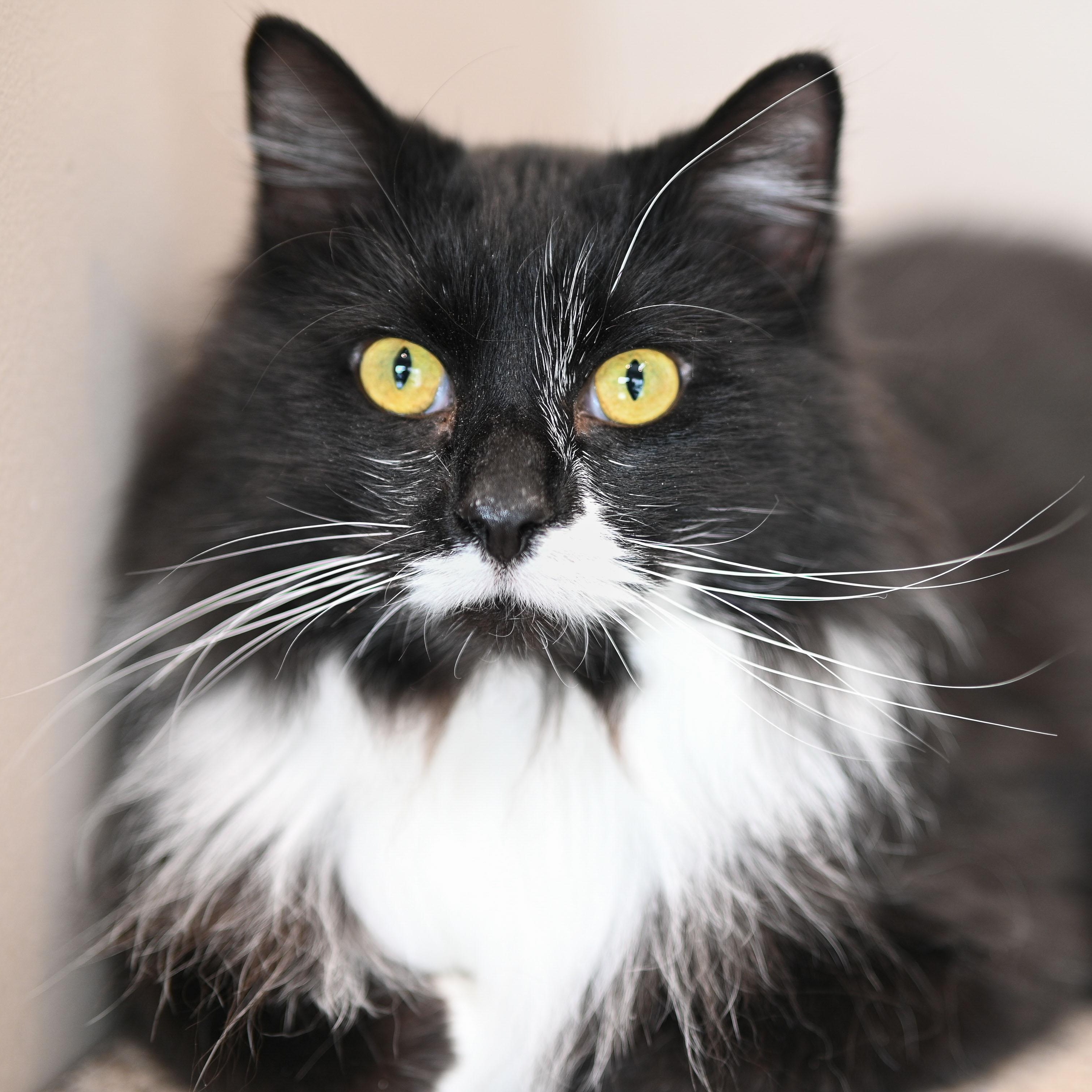 Oscar, a ADOPTABLE Domestic Long Hair in Chicago, IL image 3/5