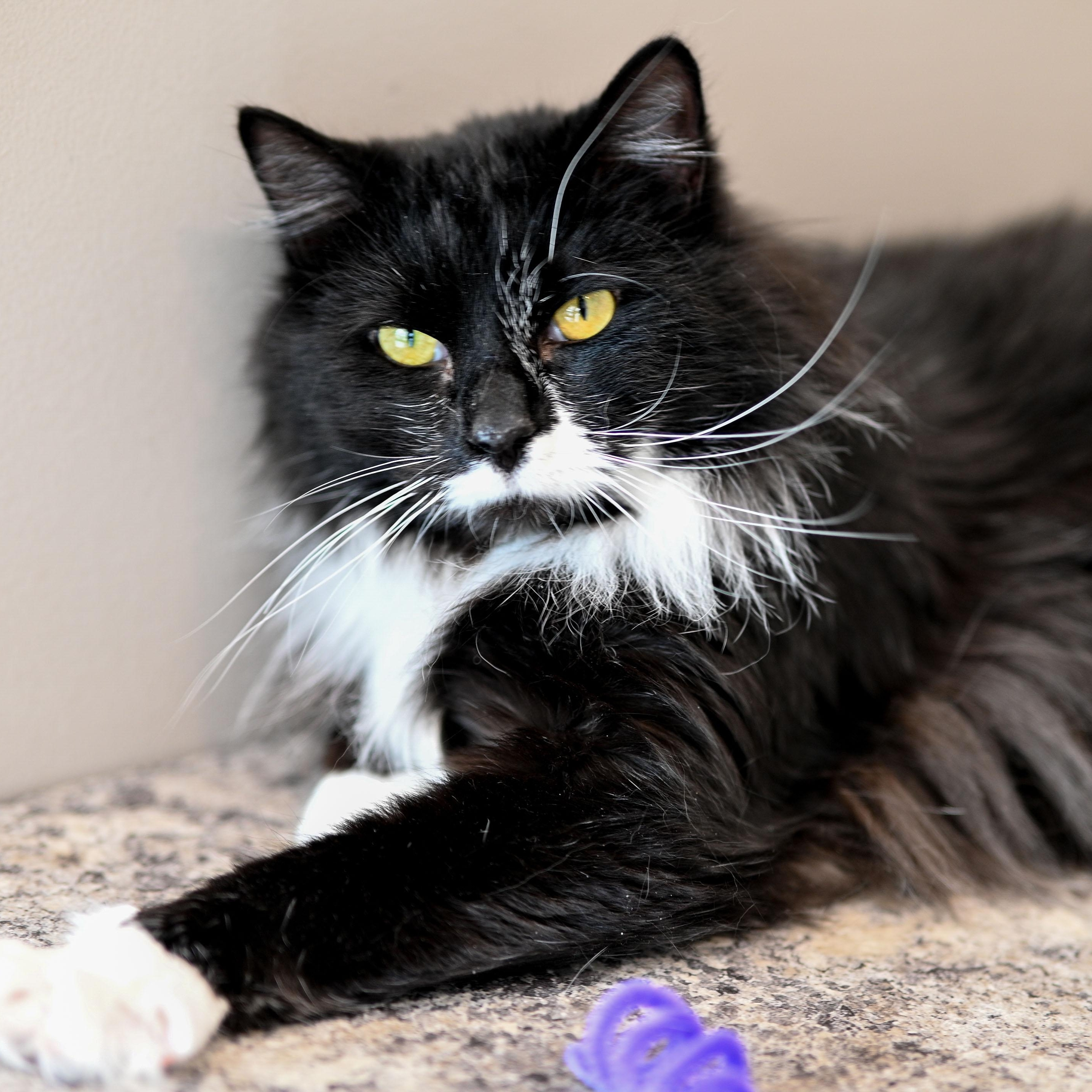 Oscar, a ADOPTABLE Domestic Long Hair in Chicago, IL image 2/5