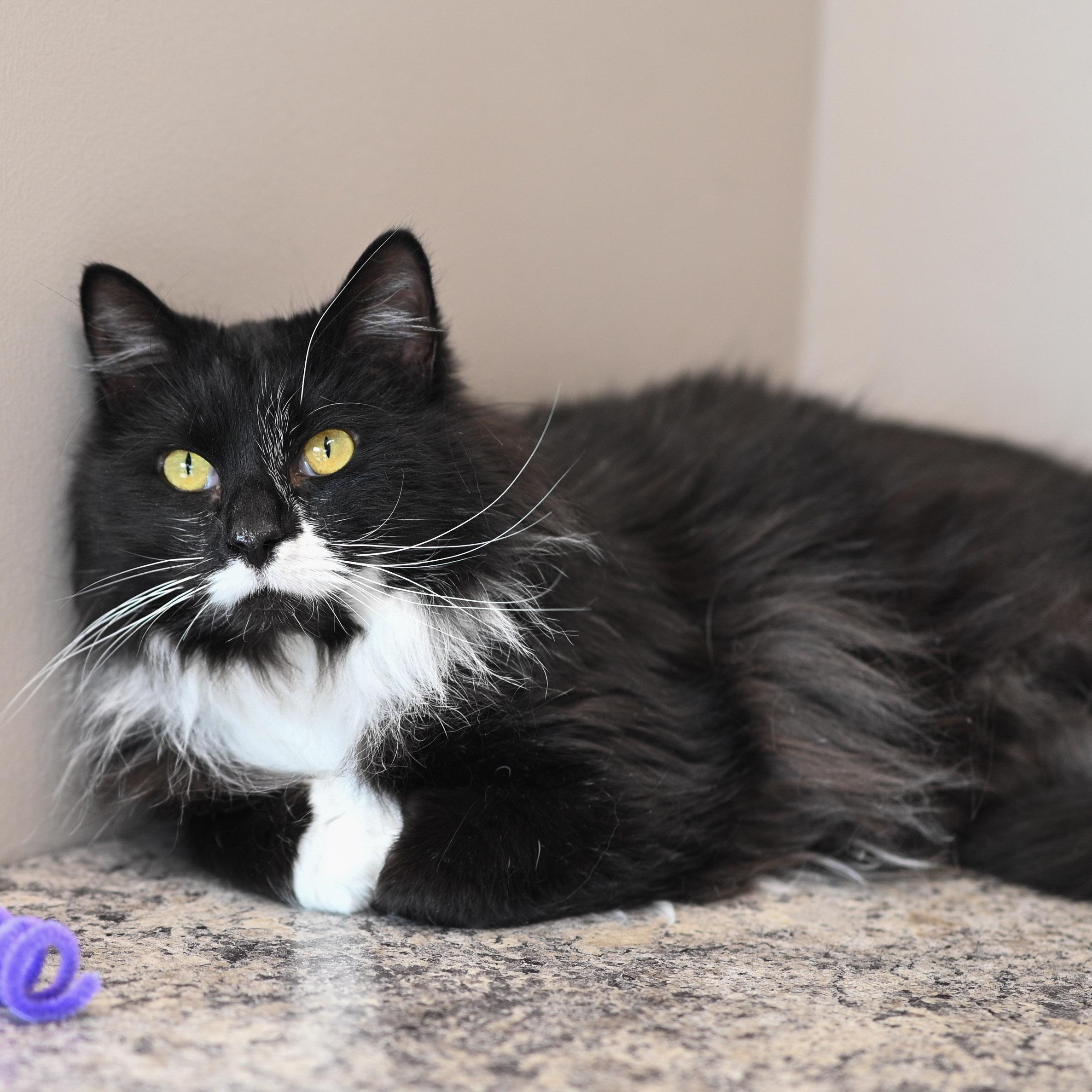 Oscar, a ADOPTABLE Domestic Long Hair in Chicago, IL image 4/5