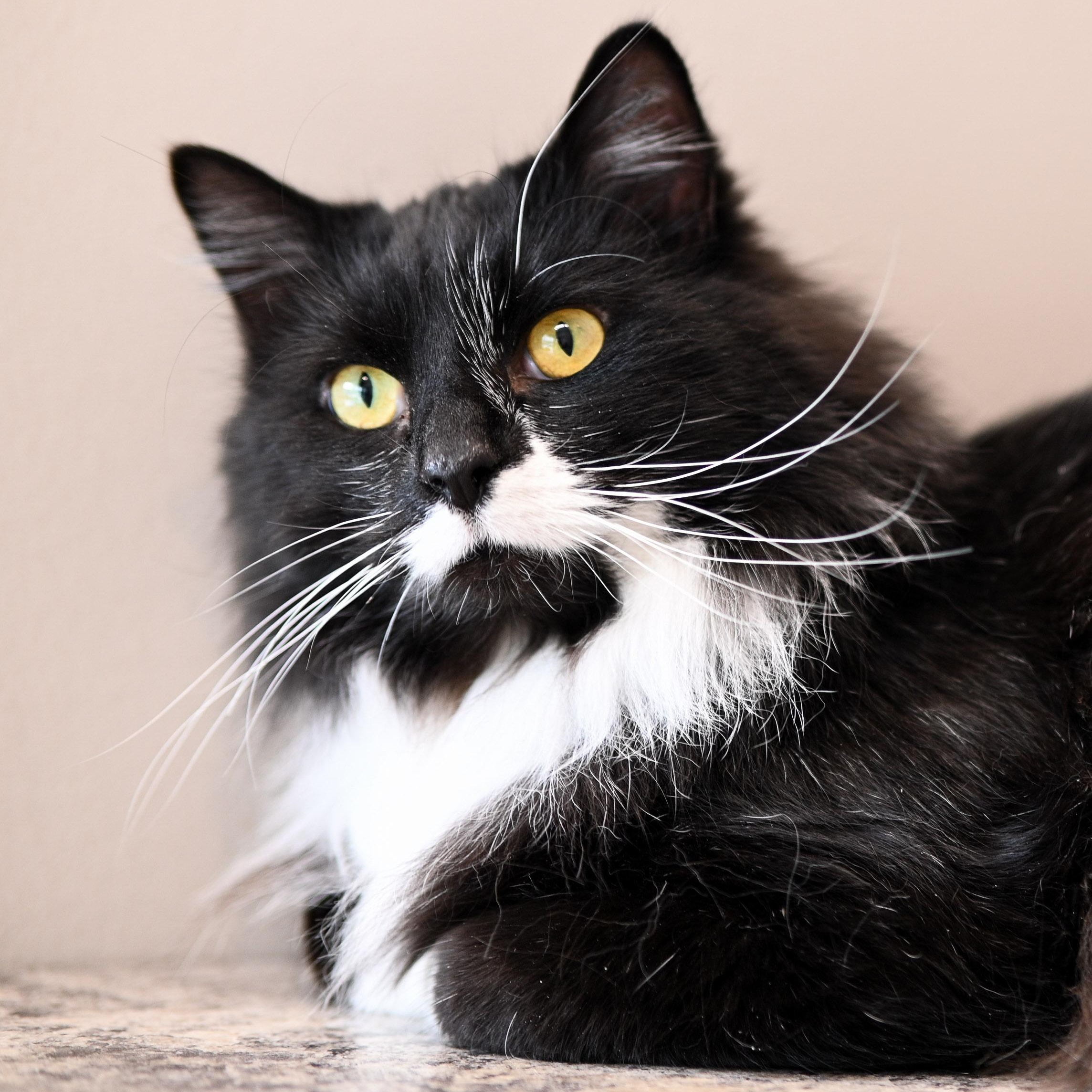 Oscar, a ADOPTABLE Domestic Long Hair in Chicago, IL image 1/5