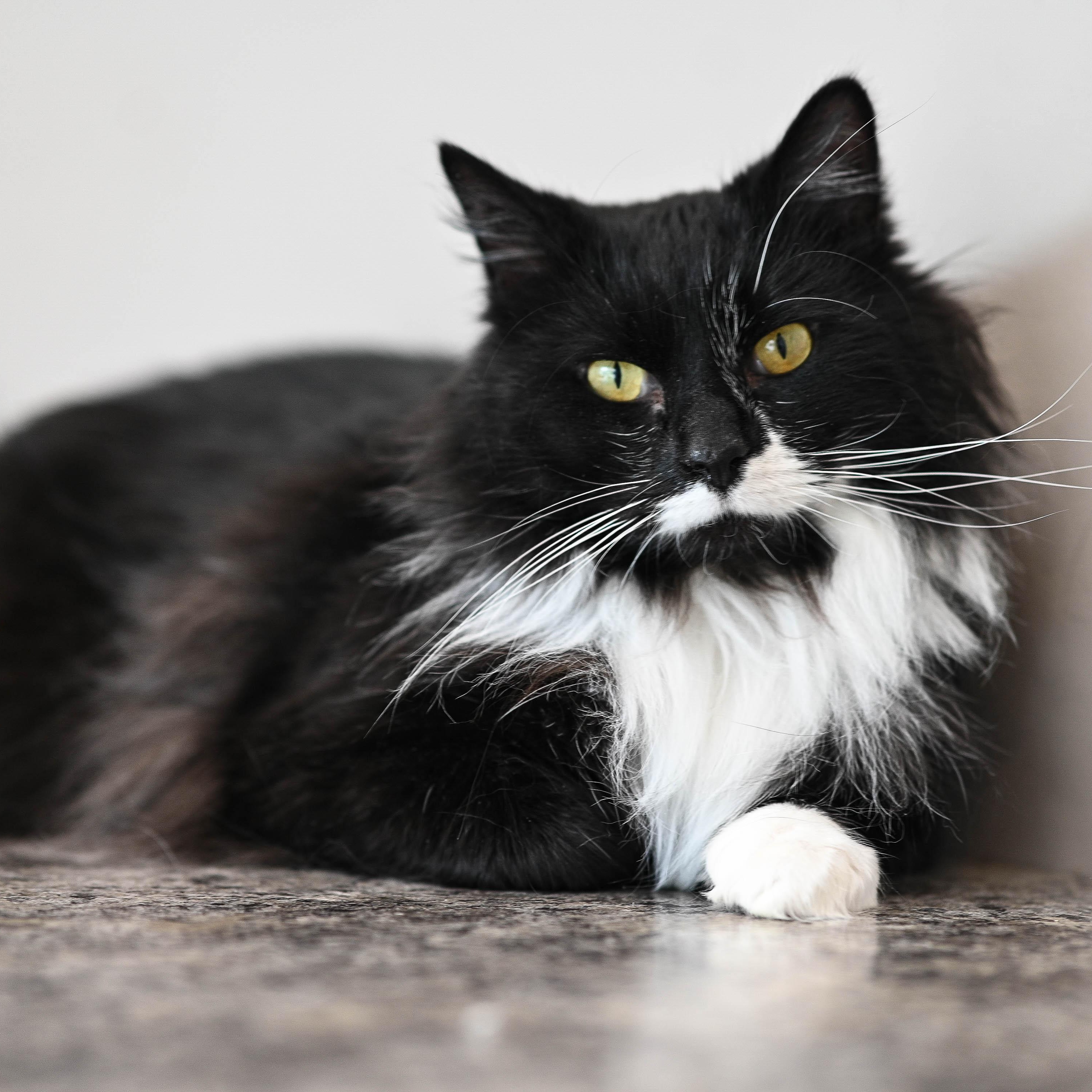 Oscar, a ADOPTABLE Domestic Long Hair in Chicago, IL image 5/5