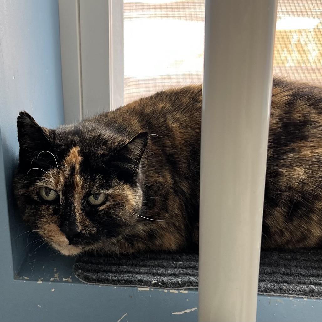 Winona, Adoptable, Adult Female Domestic Short Hair.