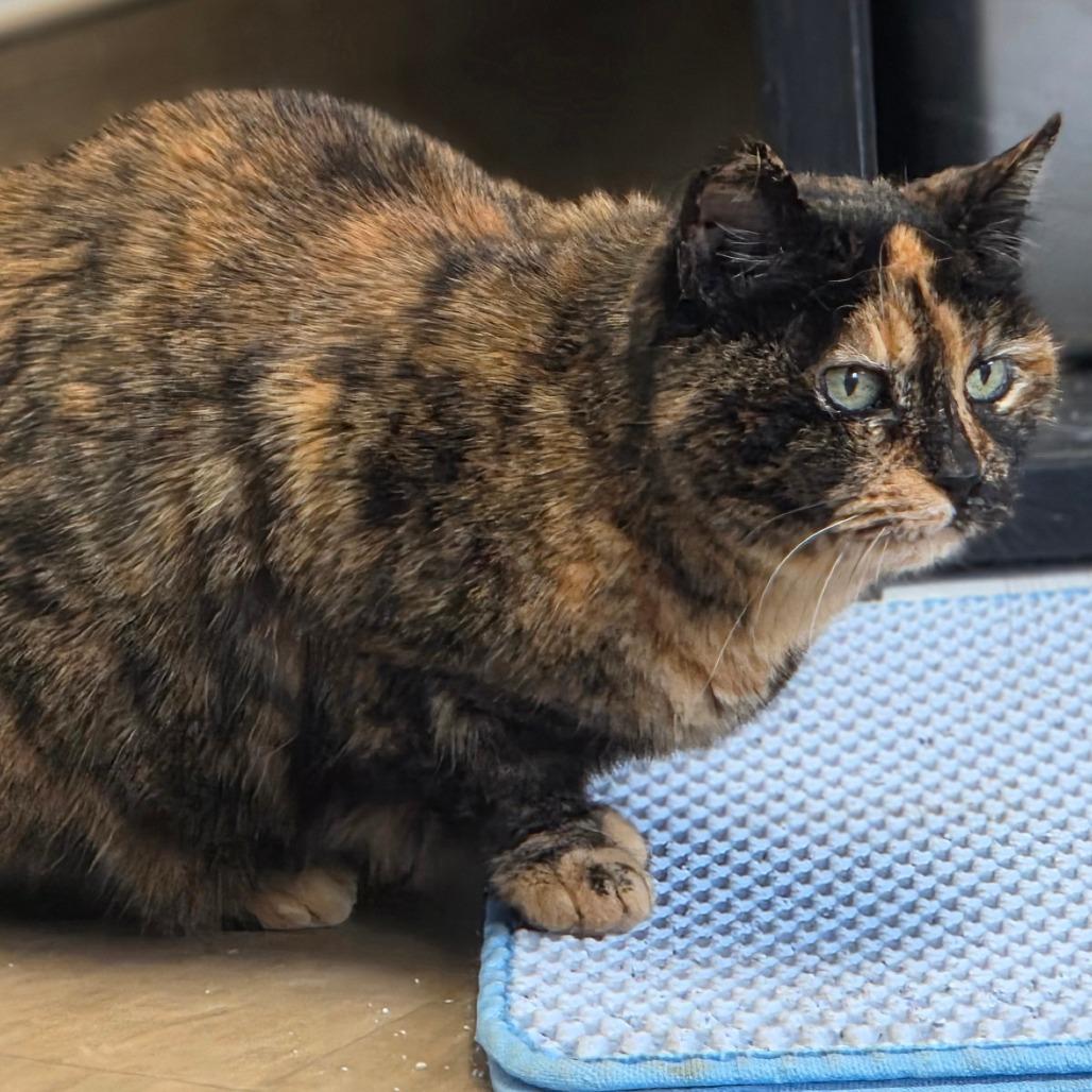 Winona, Adoptable, Adult Female Domestic Short Hair.