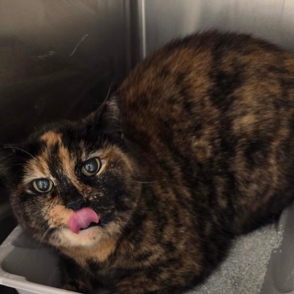 Enlarge Winona, a Adoptable Domestic Short Hair in Oneonta, NY image 2/6