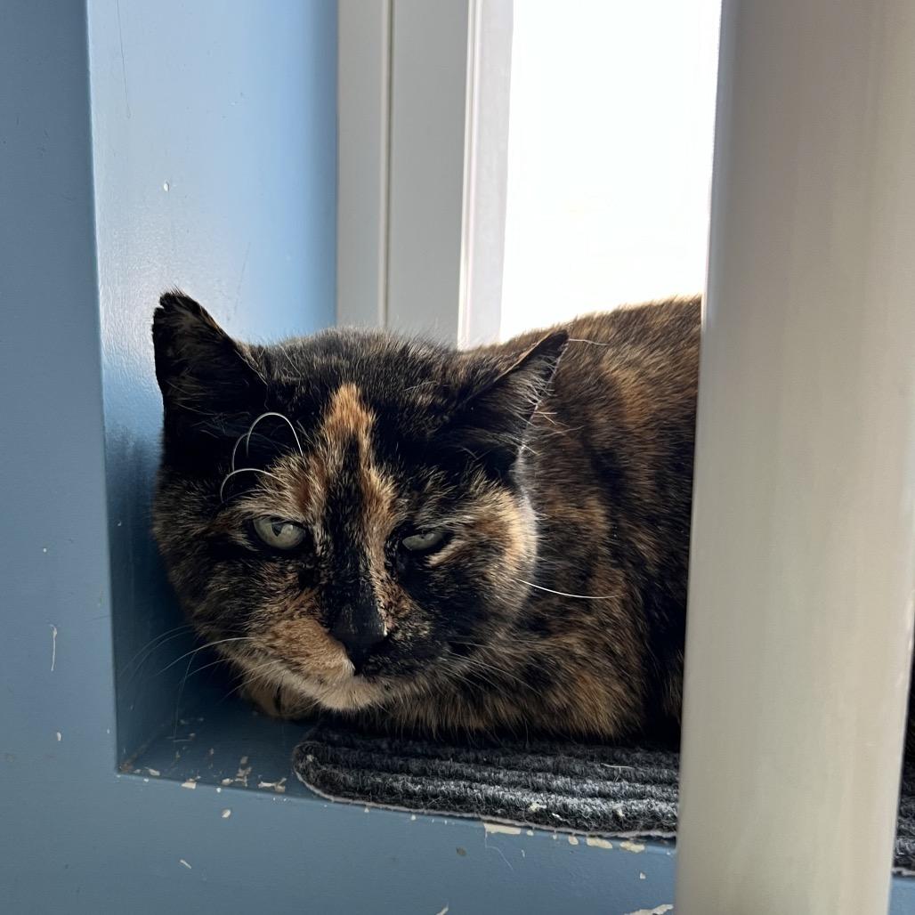 Enlarge Winona, a Adoptable Domestic Short Hair in Oneonta, NY image 3/6