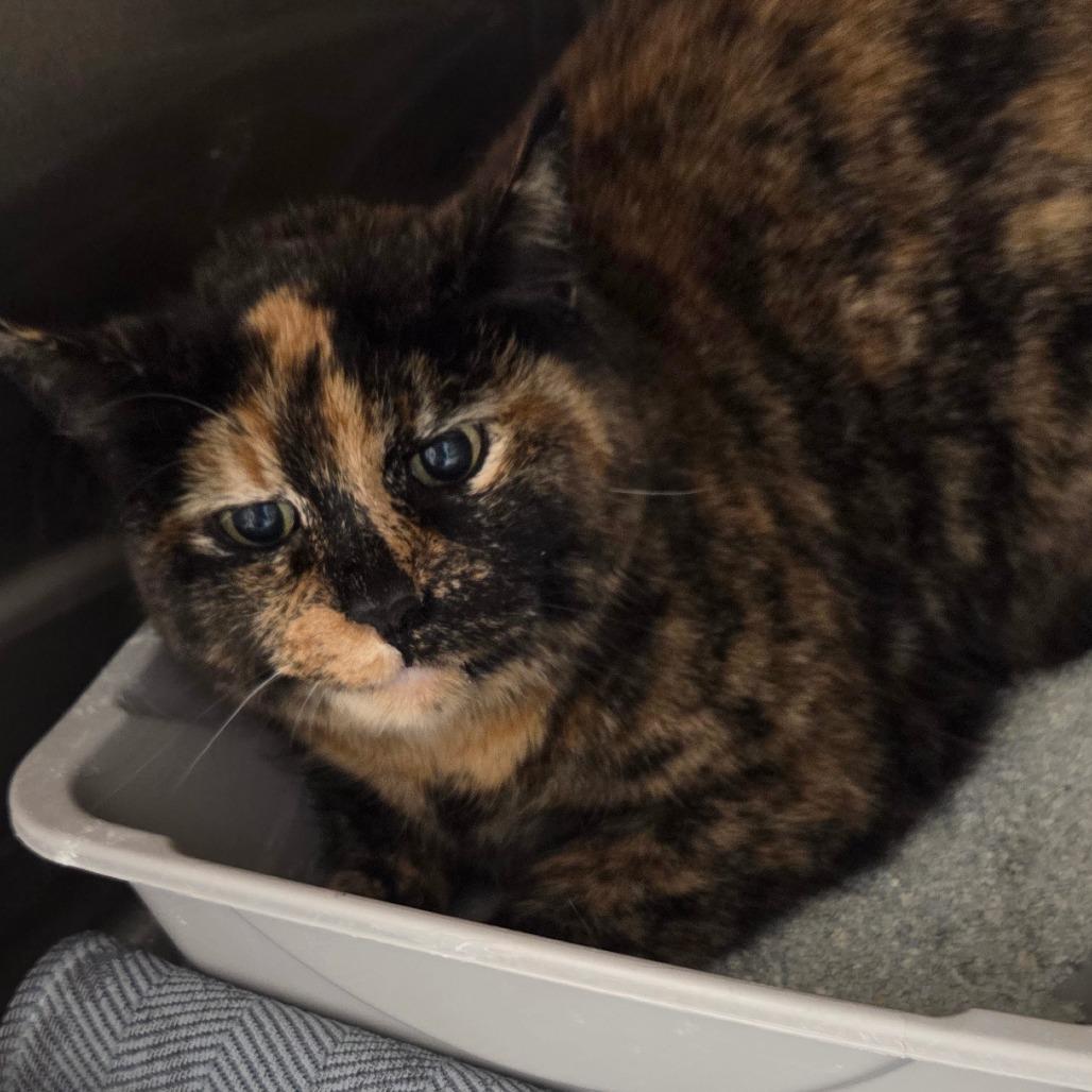 Enlarge Winona, a Adoptable Domestic Short Hair in Oneonta, NY image 4/6