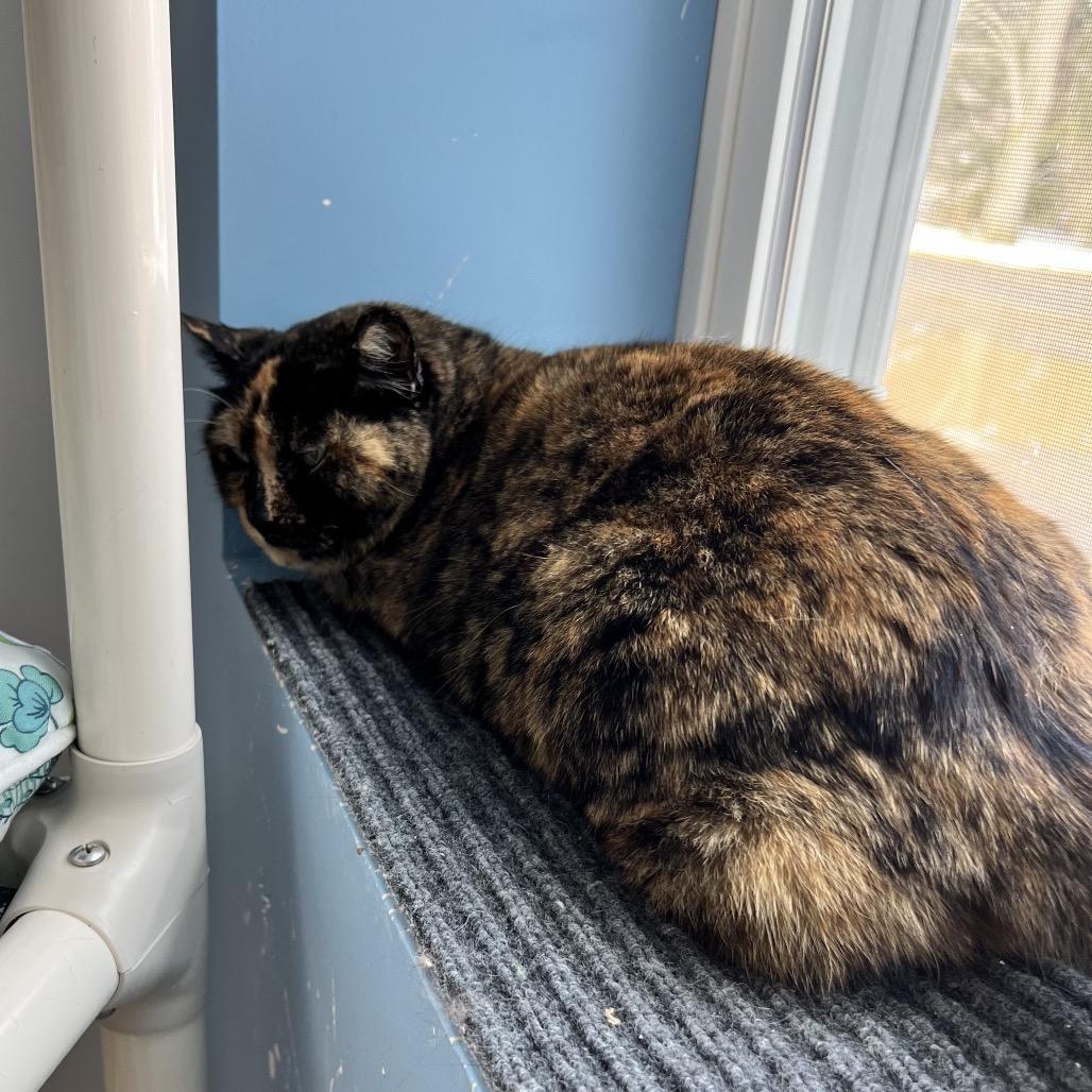 Enlarge Winona, a Adoptable Domestic Short Hair in Oneonta, NY image 5/6