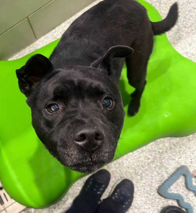 Sabrina, Adoptable, Adult Female Shar-Pei.