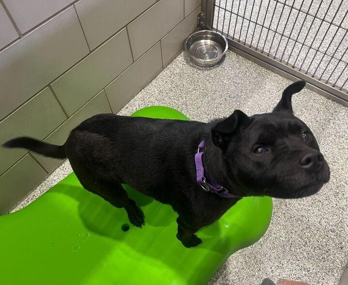 Sabrina, a Adoptable Shar-Pei in Jackson, MI image 2/3