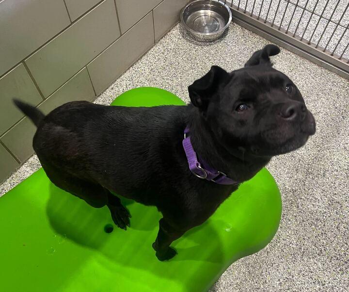 Sabrina, a Adoptable Shar-Pei in Jackson, MI image 3/3