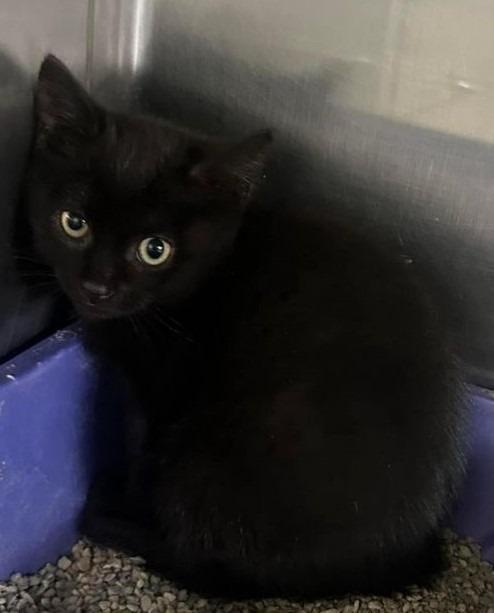 Winnie, Adopted, Adult Female Domestic Short Hair.