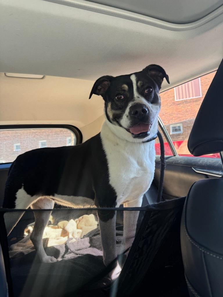 Abby, Adoptable, Adult Female Pit Bull Terrier.