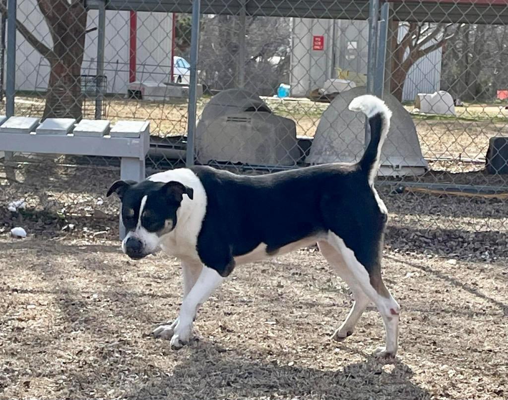 Abby, a Adoptable Pit Bull Terrier in Ada, OK image 2/4