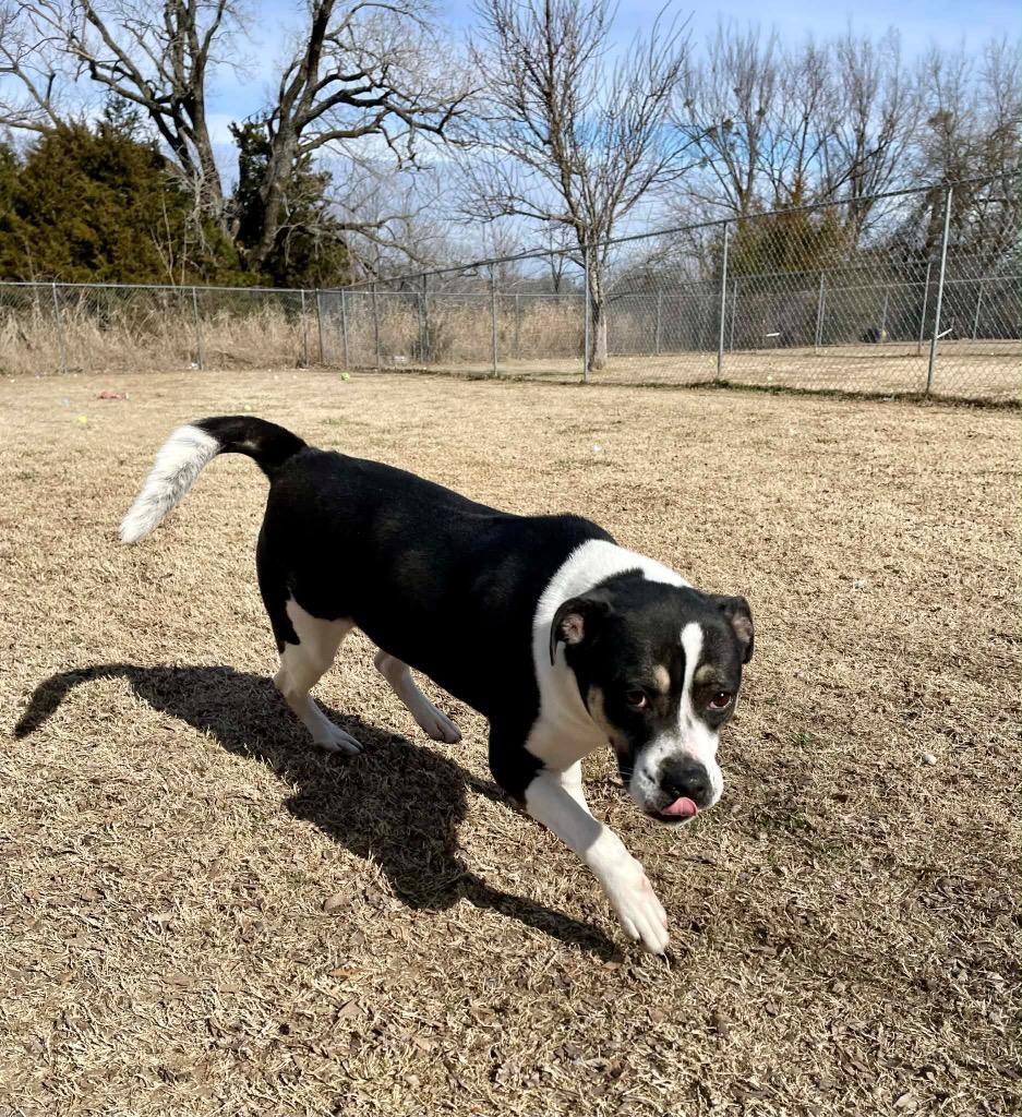 Abby, a Adoptable Pit Bull Terrier in Ada, OK image 3/4
