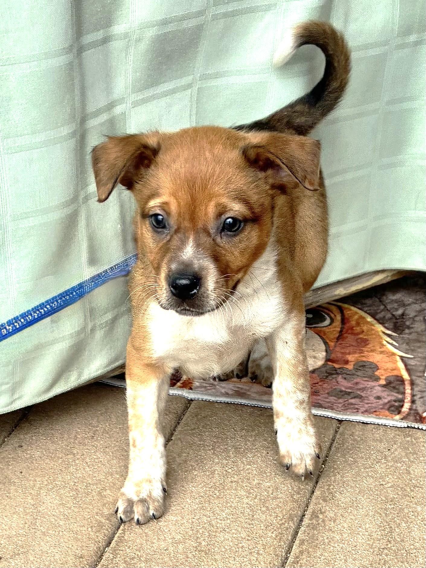 Enlarge Doree, a Adoptable mixed breed in West Chicago, IL image 1/3