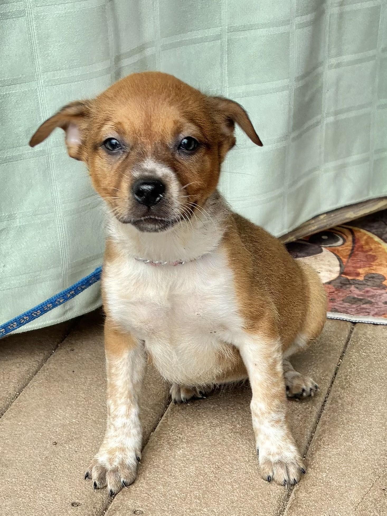 Enlarge Doree, a Adoptable mixed breed in West Chicago, IL image 3/3