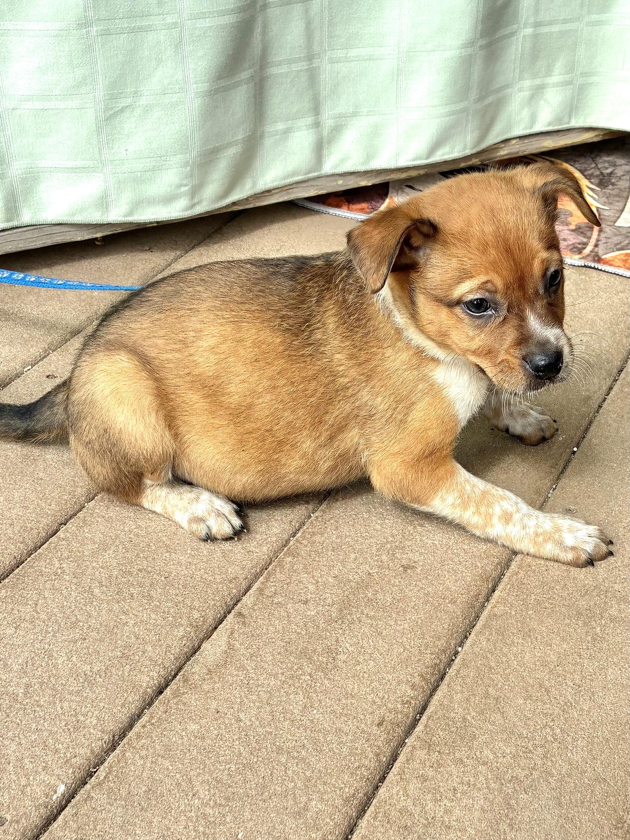 Enlarge Doree, a Adoptable mixed breed in West Chicago, IL image 2/3