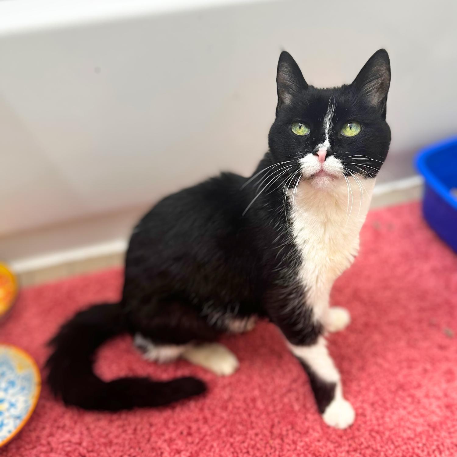 Chartreuse, a Adoptable Domestic Short Hair in Woodstock, NY image 5/6