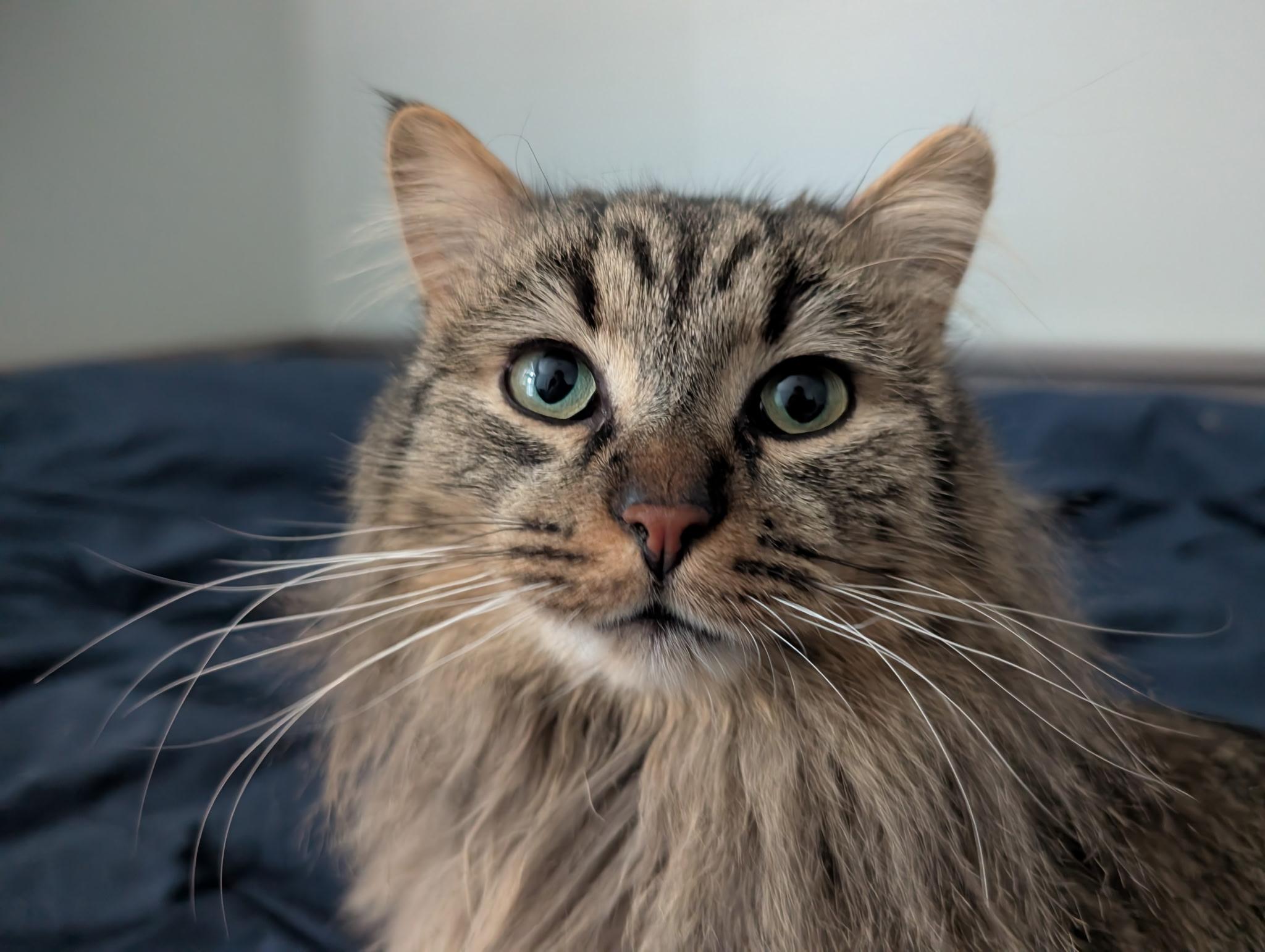 Enlarge Angus, an adopted mixed breed in Barrington Hills, IL image 1/2