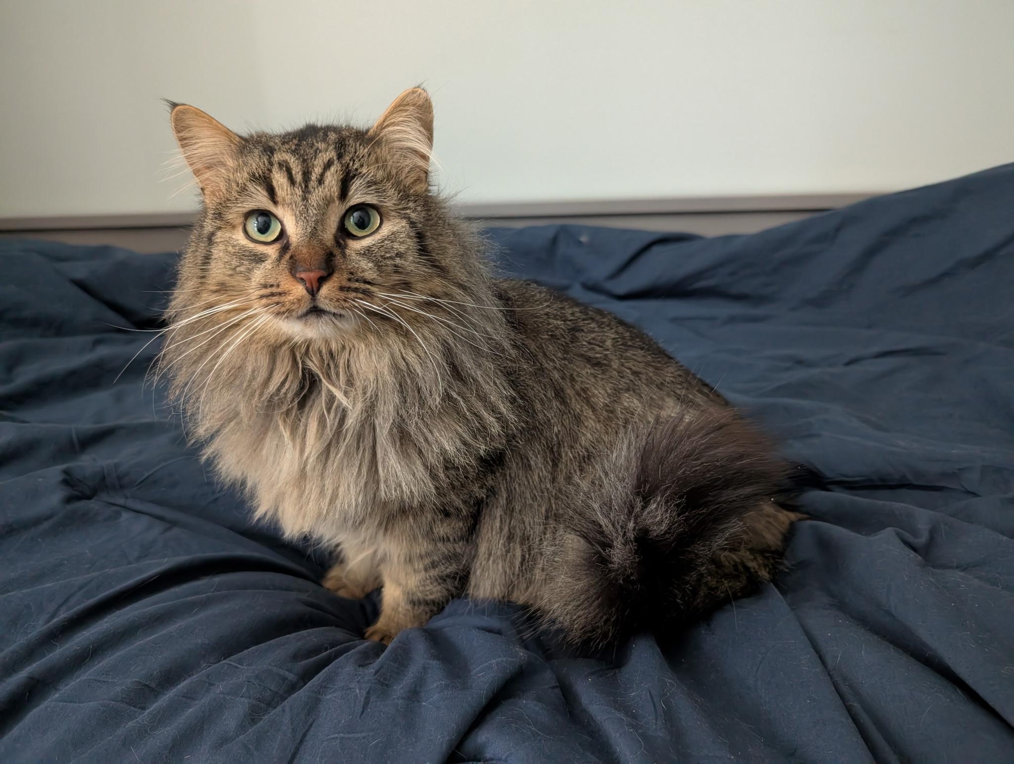 Enlarge Angus, an adopted mixed breed in Barrington Hills, IL image 2/2