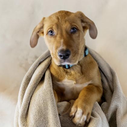 Faith, Adoptable, Puppy Female Bernese Mountain Dog & Mixed Breed.
