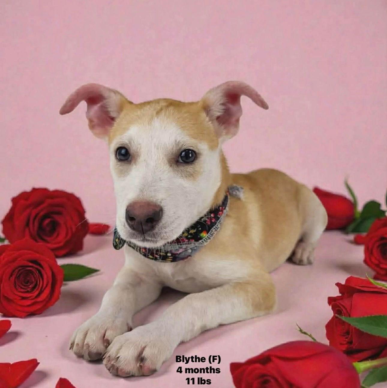 Blythe 4 Months, Adoptable, Young Female Mixed Breed.