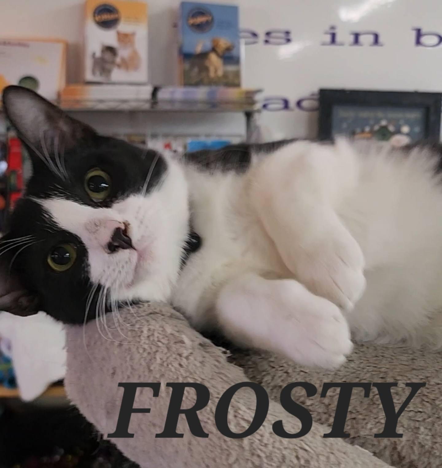 Frosty, ADOPTABLE, Young Male Domestic Short Hair.