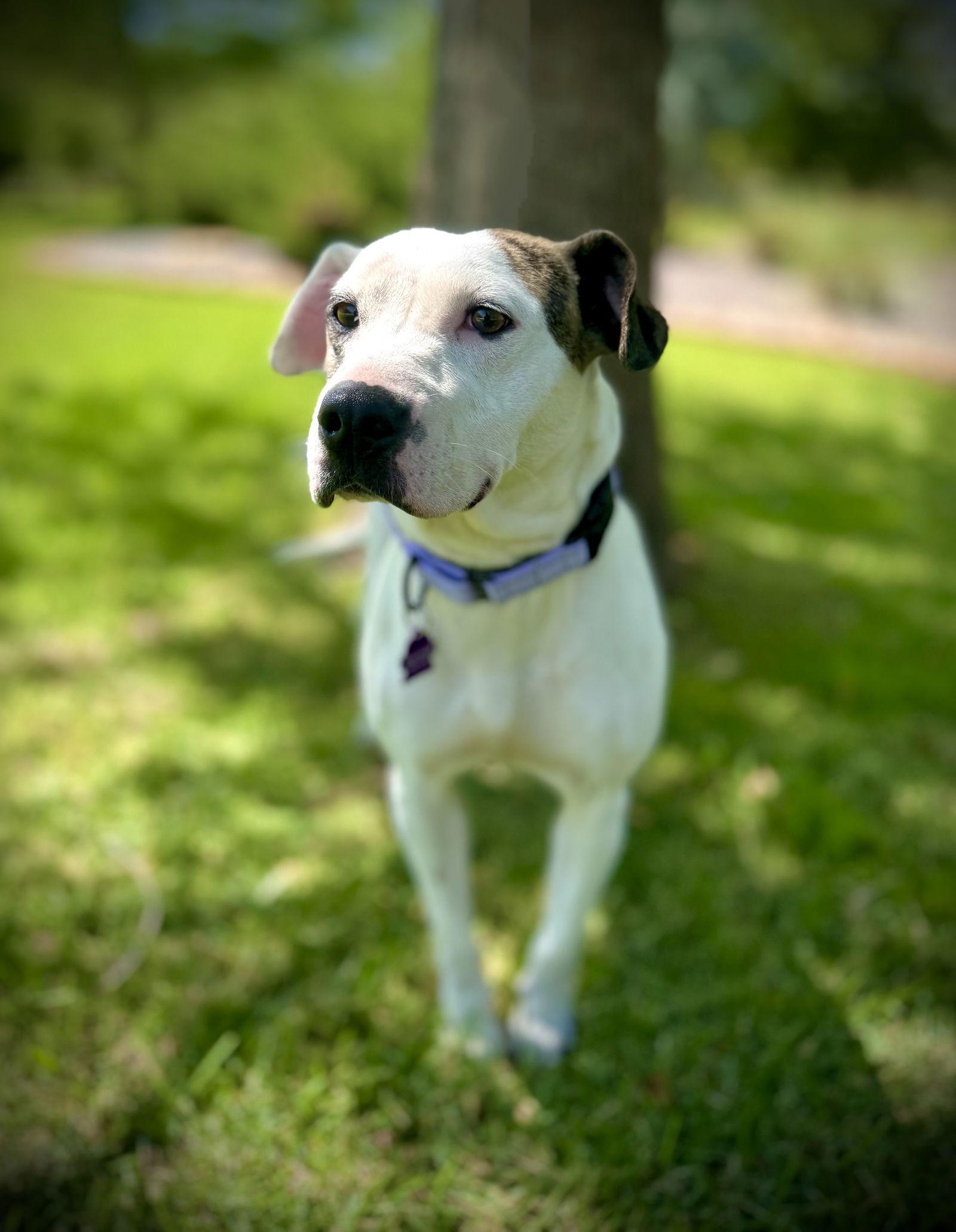 Enlarge Calliope (Callie), a Adoptable Pit Bull Terrier in Pleasanton, TX image 3/3