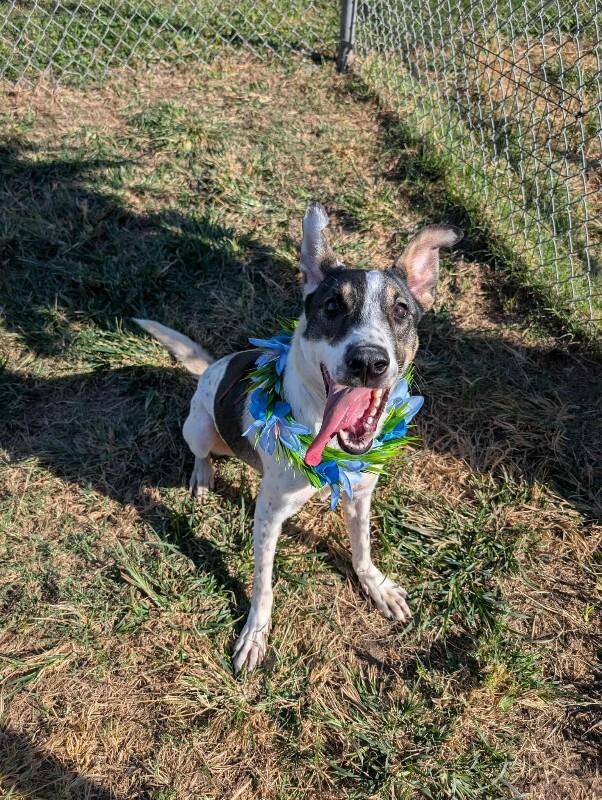 Bruno, a Adoptable mixed breed in Westminster, CO image 1/6