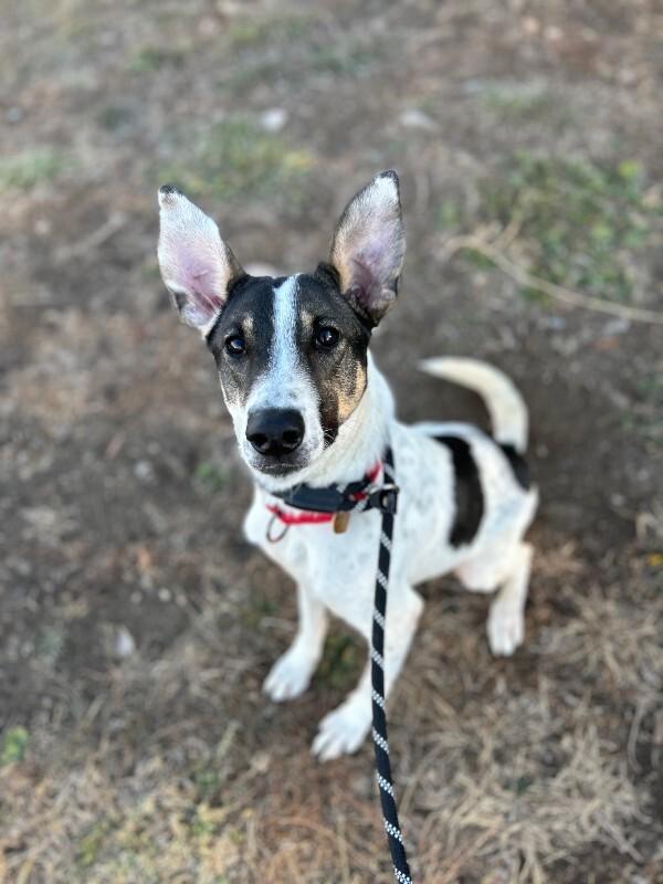 Enlarge Bruno, a Adoptable mixed breed in Westminster, CO image 1/1