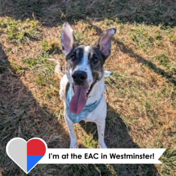 Bruno, a Adoptable mixed breed in Westminster, CO image 4/6