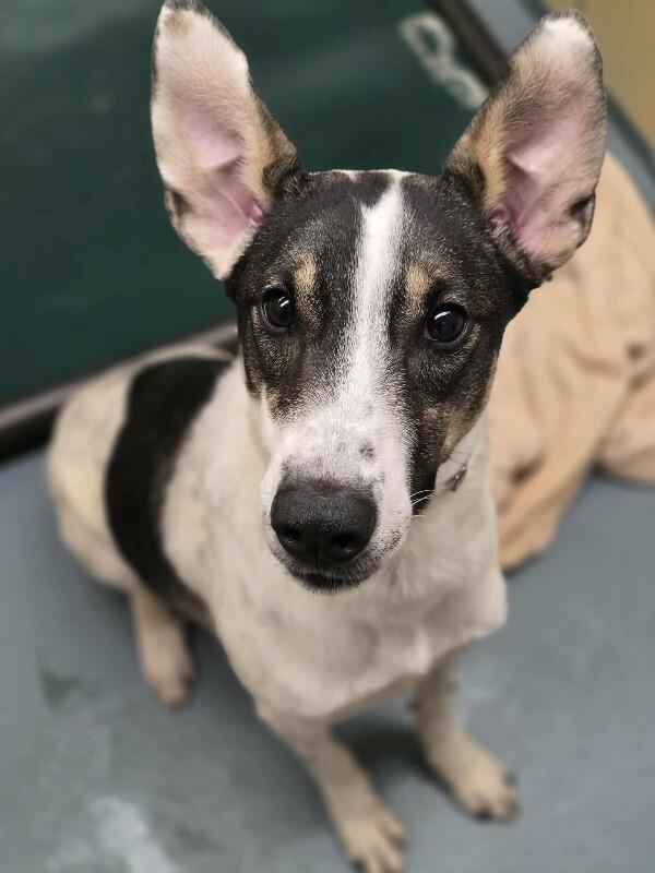Bruno, a Adoptable mixed breed in Westminster, CO image 5/6