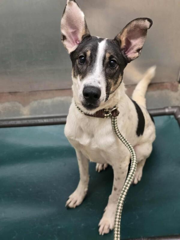 Bruno, a Adoptable mixed breed in Westminster, CO image 6/6