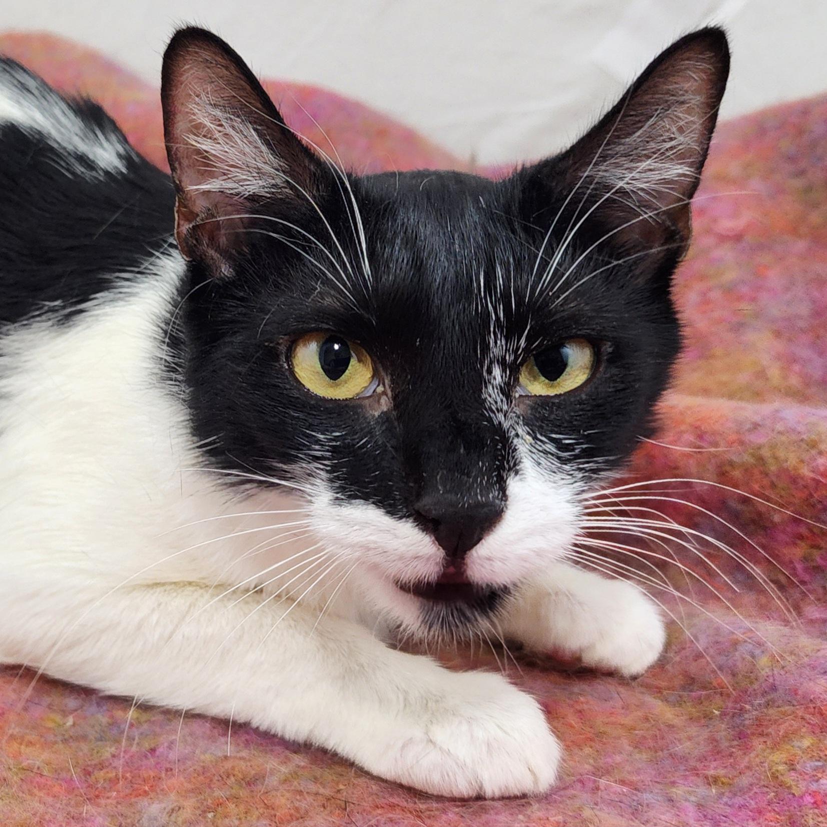 Berkey Baby, Adoptable, Adult Female Domestic Short Hair.