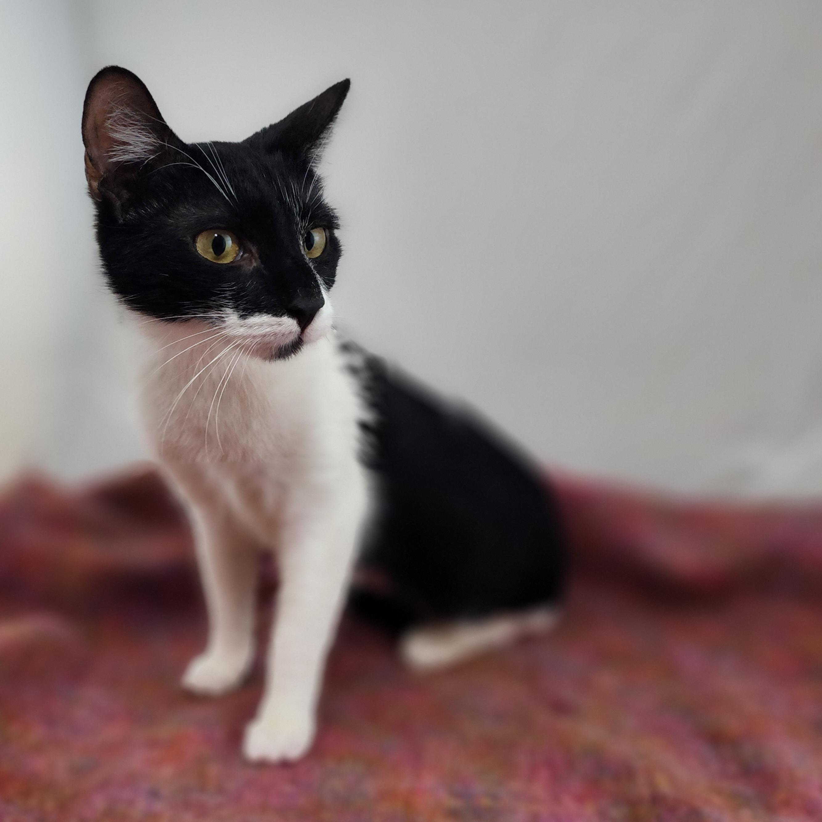 Enlarge Berkey Baby, a Adoptable Domestic Short Hair in Boston, MA image 4/5