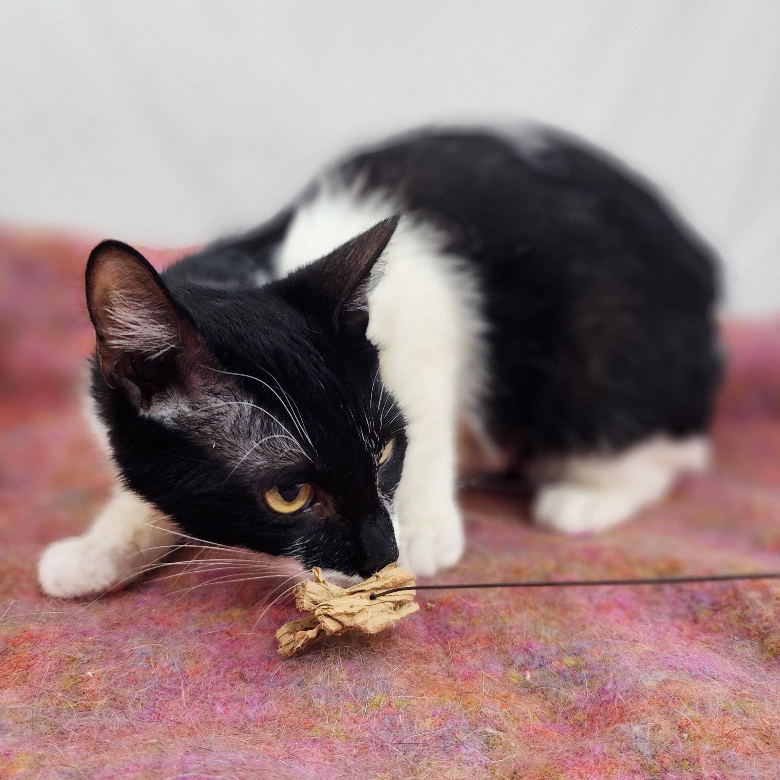 Enlarge Berkey Baby, a Adoptable Domestic Short Hair in Boston, MA image 5/5