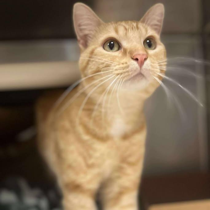 Enlarge Charlie, a Adoptable Domestic Short Hair in Memphis, TN image 1/2