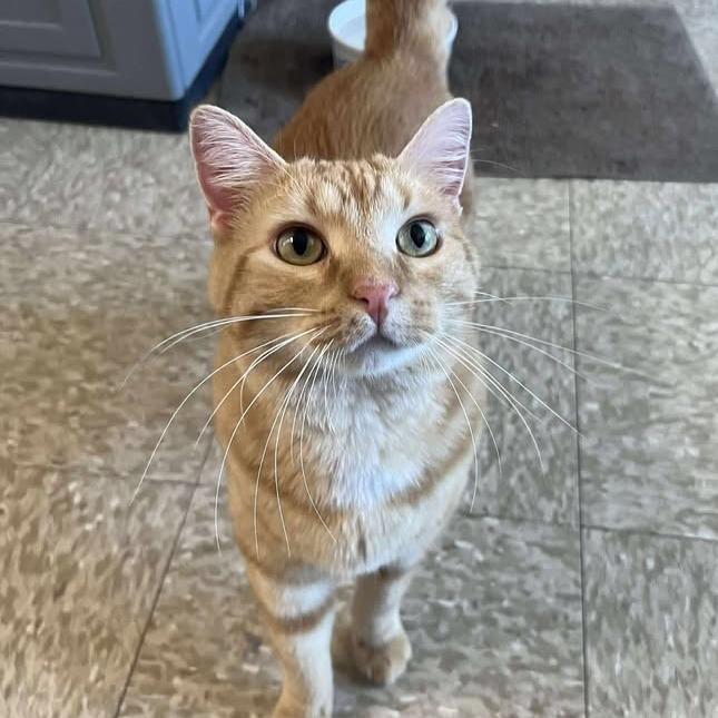 Enlarge Charlie, a Adoptable Domestic Short Hair in Memphis, TN image 2/2