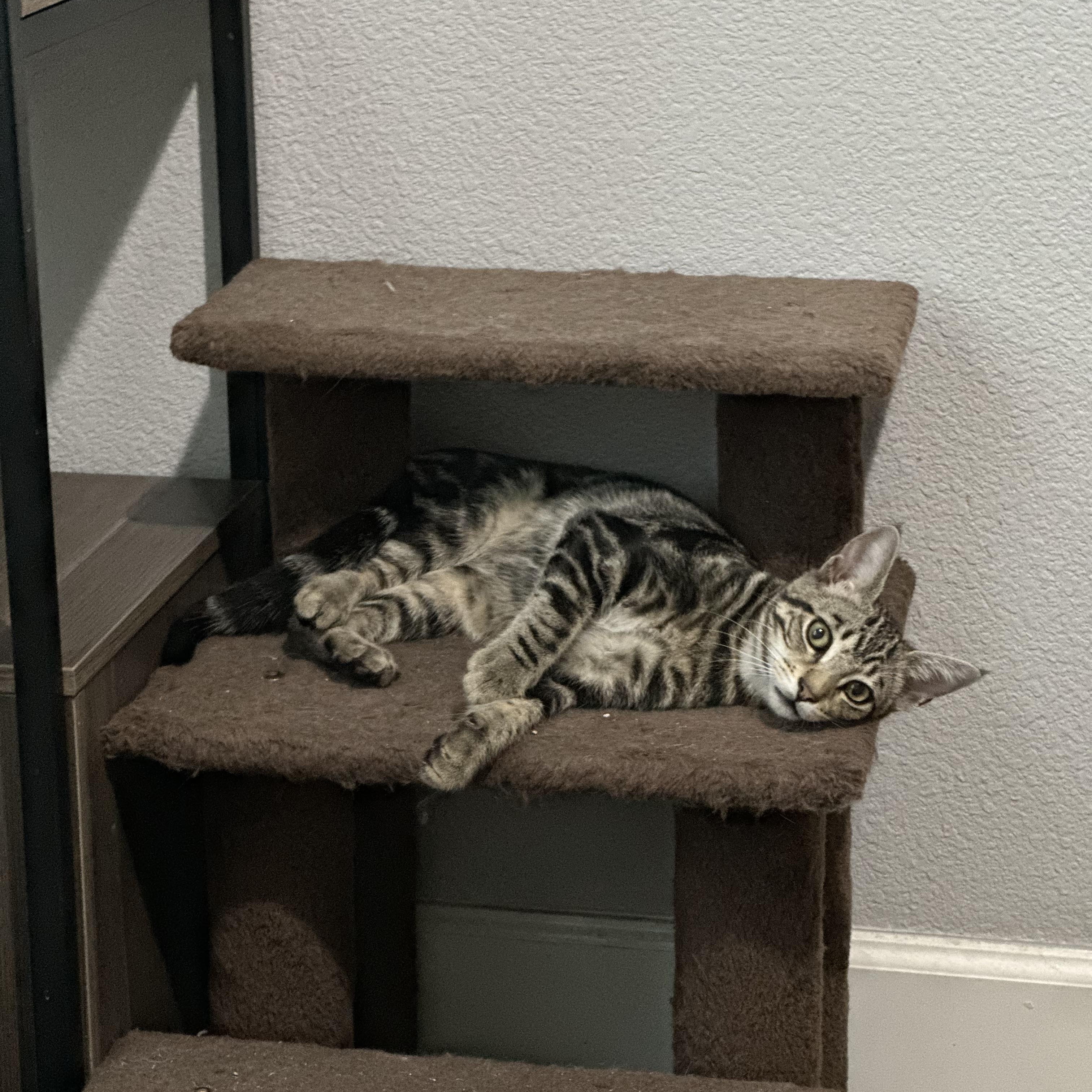 Enlarge Cyrus, a ADOPTABLE Tabby in Oakley, CA image 2/4