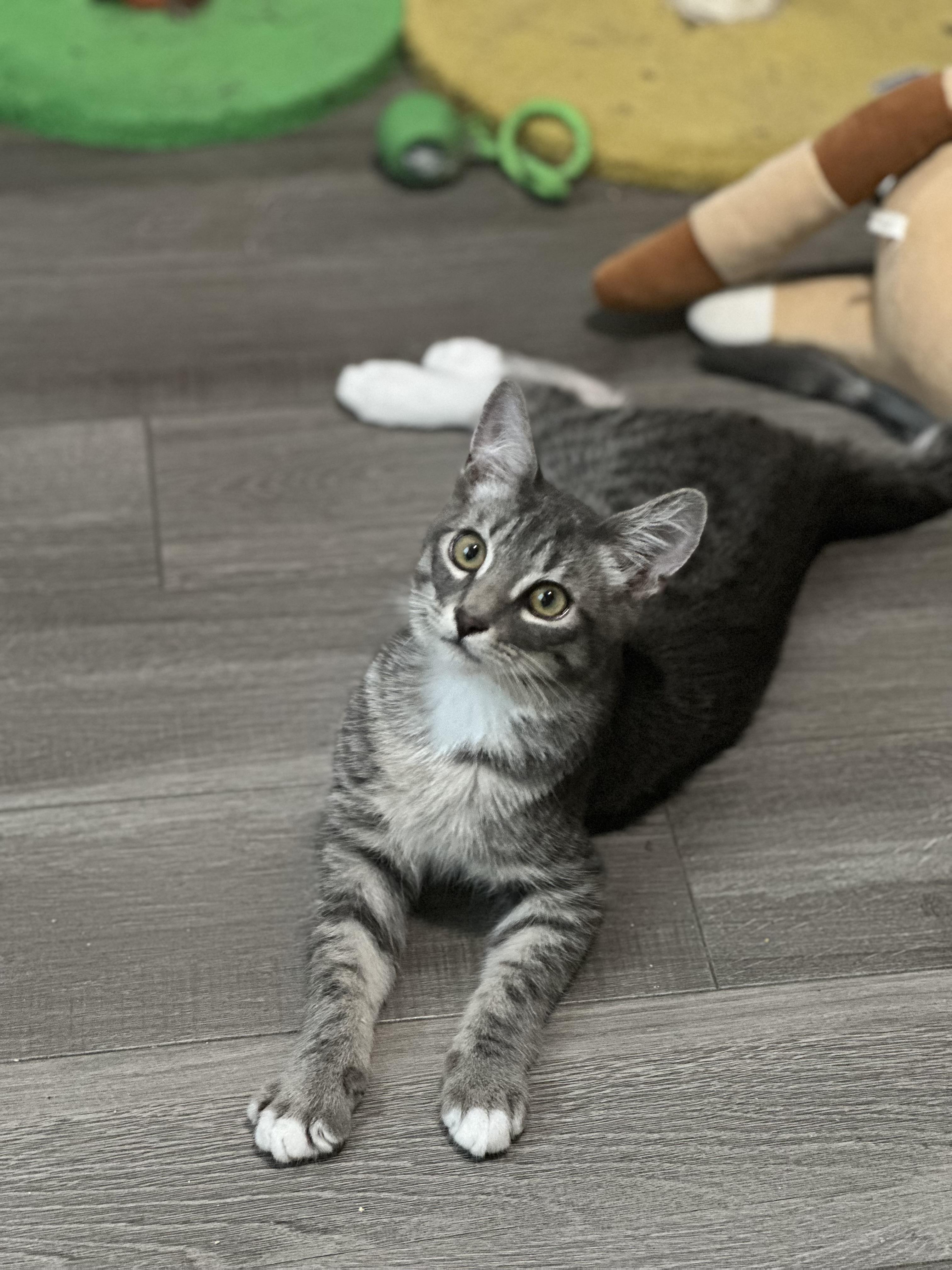 Cyrus, ADOPTABLE, Kitten Male Tabby.