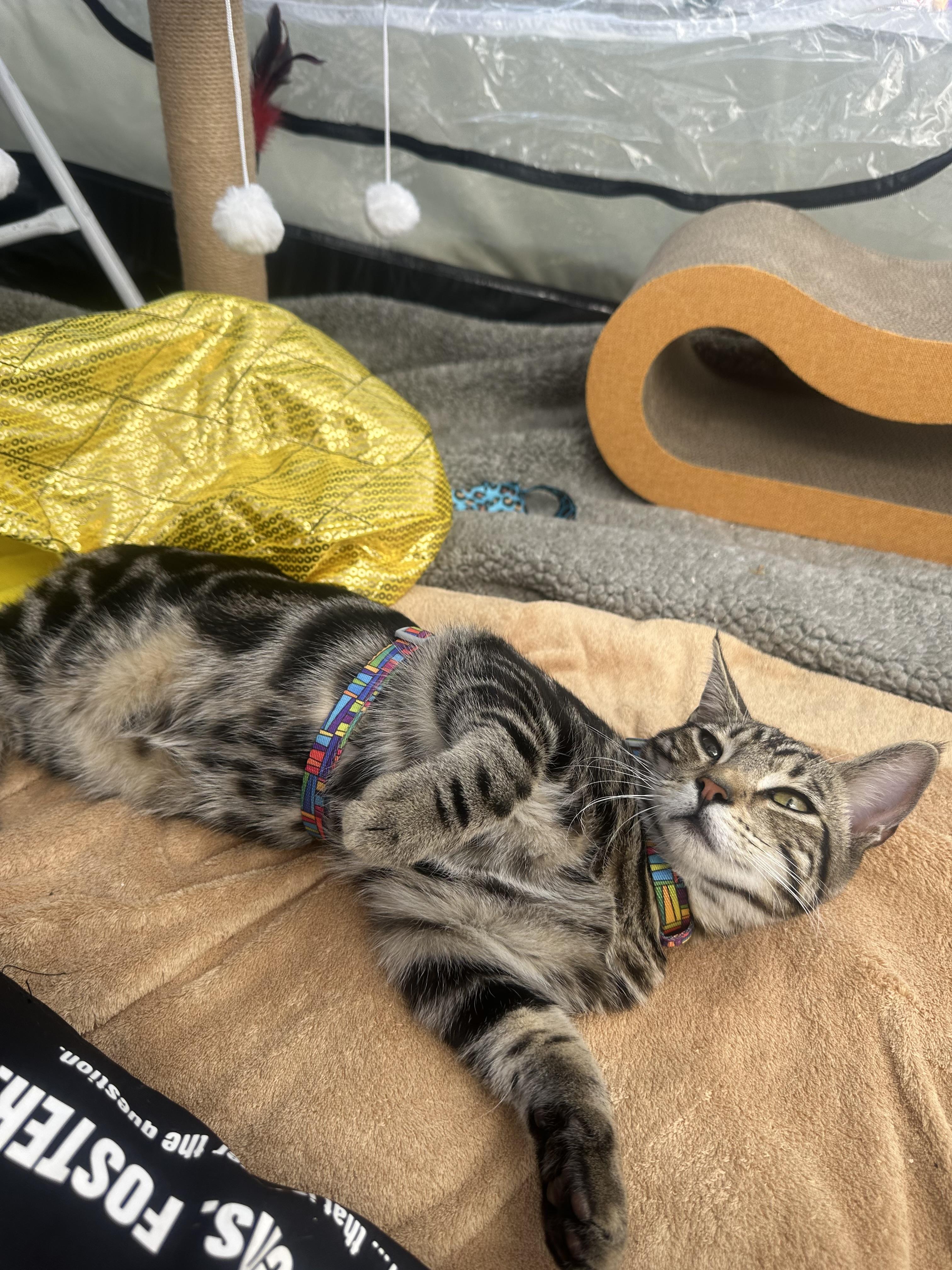 Enlarge Cyrus, a Adoptable Tabby in Oakley, CA image 5/6