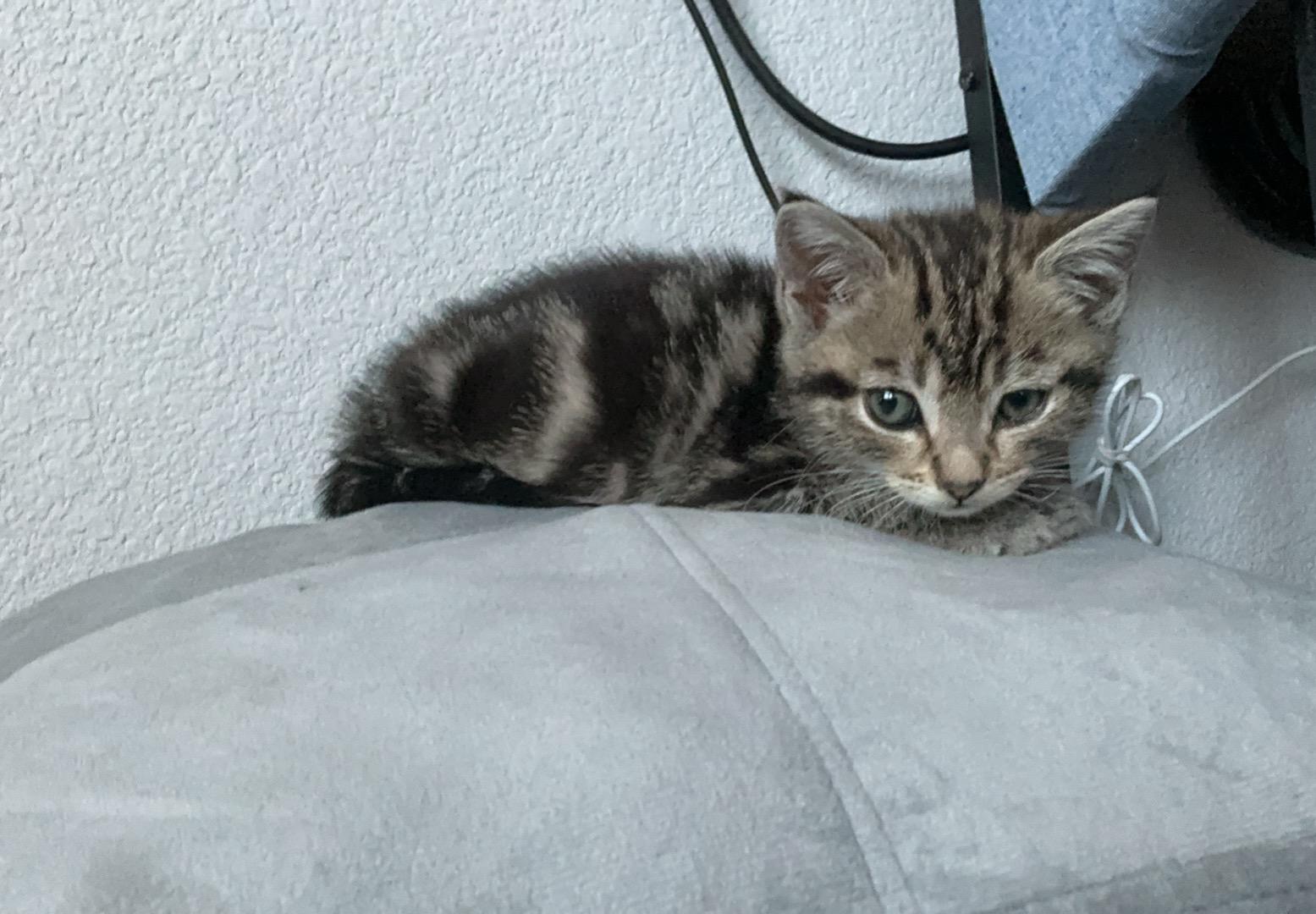 Cyrus, a ADOPTABLE Tabby in Oakley, CA image 1/4