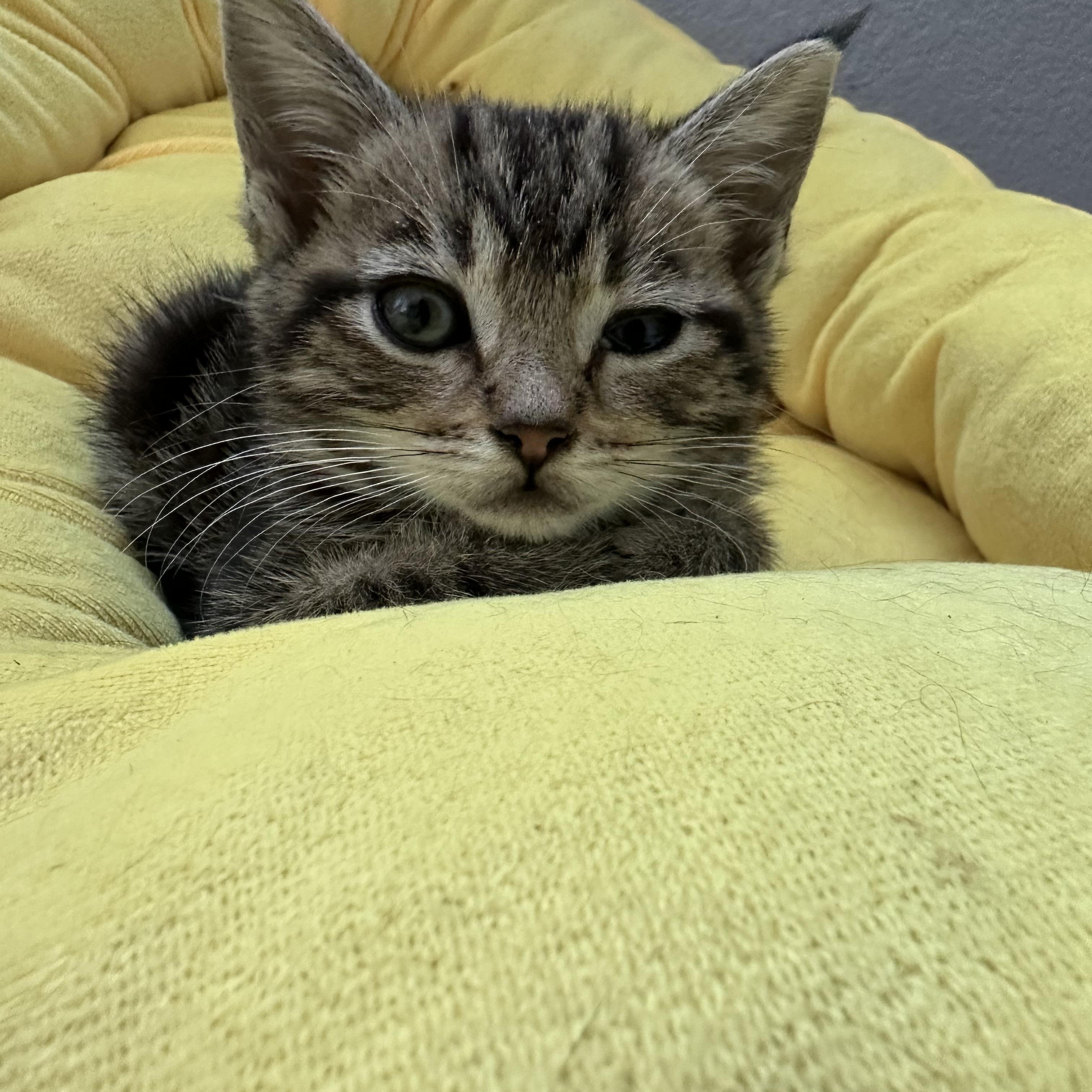 Cyrus, a ADOPTABLE Tabby in Oakley, CA image 4/4