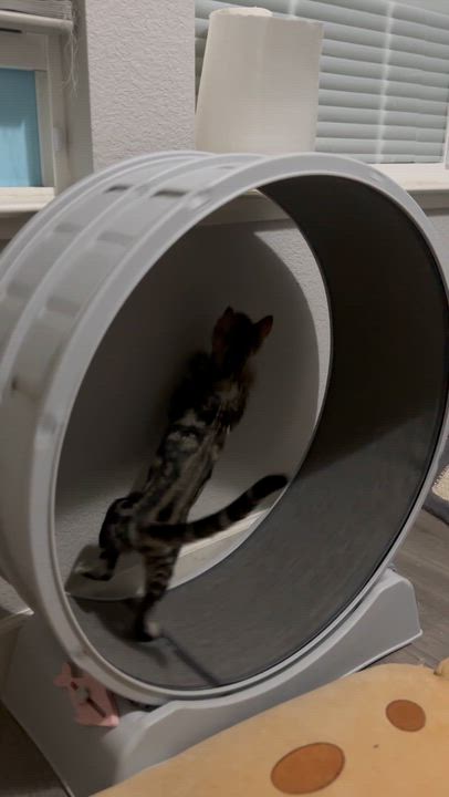 Enlarge Cyrus, a ADOPTABLE Tabby in Oakley, CA video 4/4