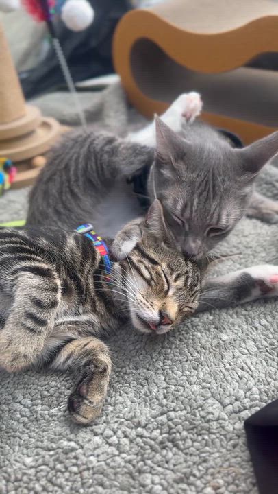 Enlarge Cyrus, a Adoptable Tabby in Oakley, CA video 6/6